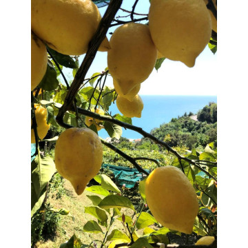 Limoncello Pallini 1Litro